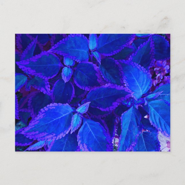 Blue colourized plant coleus postcard (Front)