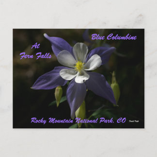 Blue Columbine At Fern Falls Postcard