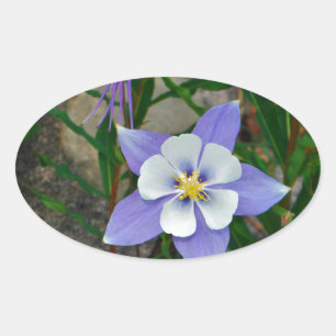 Blue columbine oval sticker