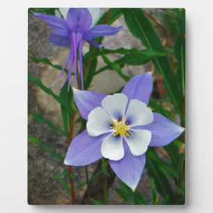 Blue columbine plaque