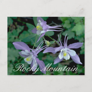 Blue Columbine, Rocky Mountain National Park Postcard
