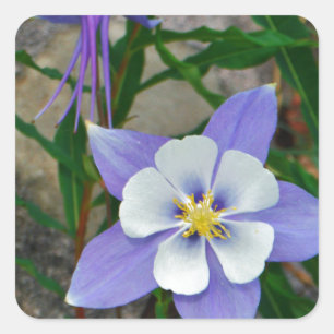 Blue columbine square sticker