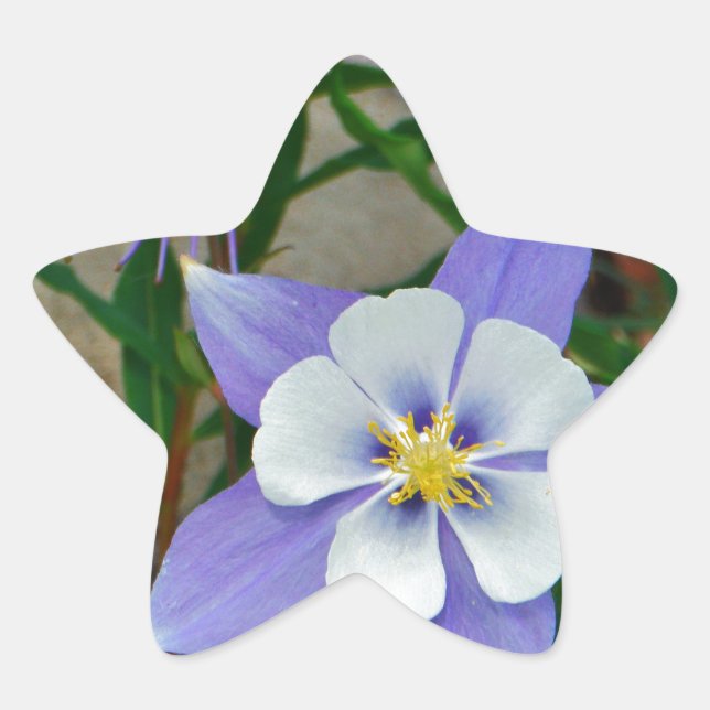 Blue columbine star sticker (Front)