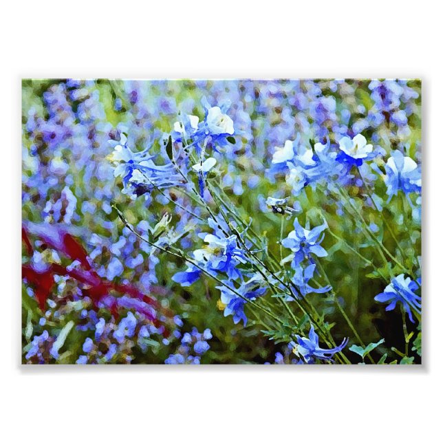 Blue Columbines - Flowers Photo Print (Front)