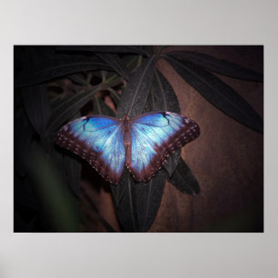Blue Common Morpho Butterfly Poster