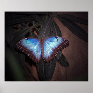 Blue Common Morpho Butterfly Poster