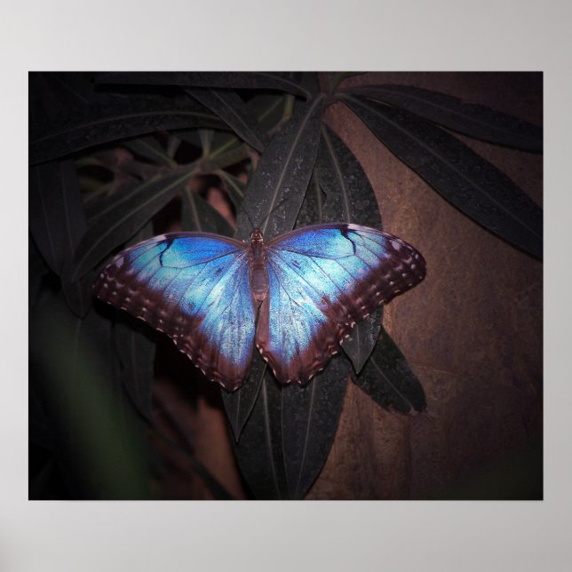 Blue Common Morpho Butterfly Poster (Front)