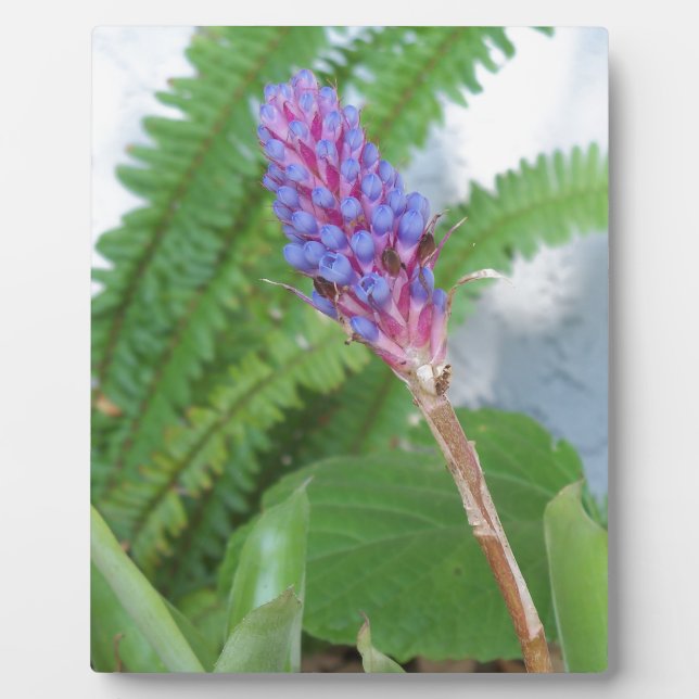 Blue Cone Bromeliad flower Plaque (Front)
