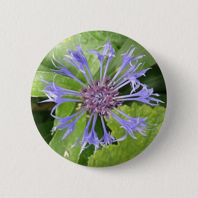 Blue Cornflower Button (Front)