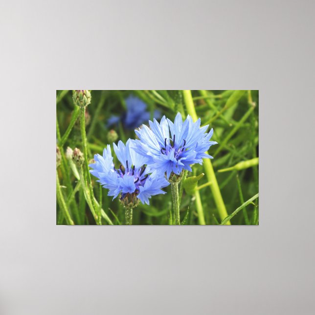 blue cornflower canvas print (Front)