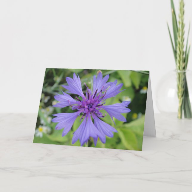 Blue cornflower card (Front)