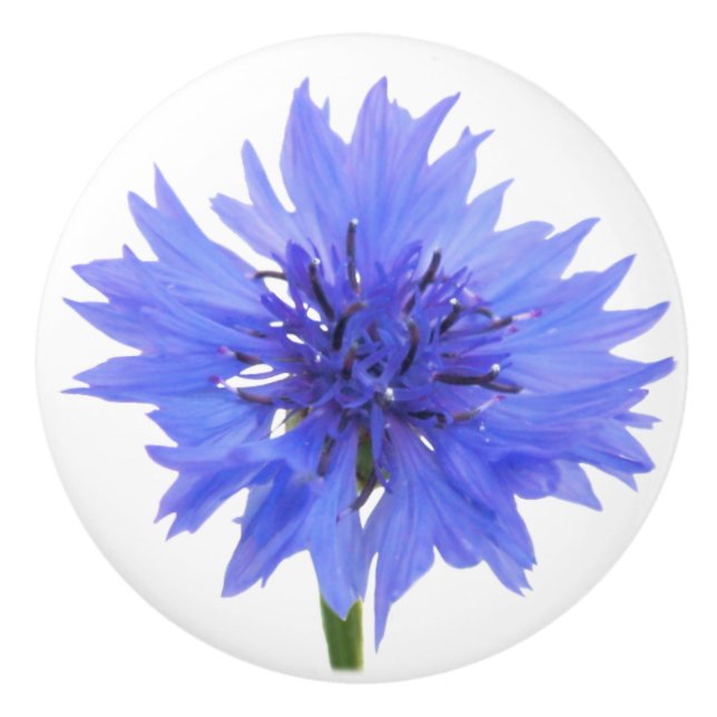 blue cornflower door knob (Front)