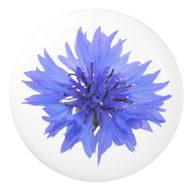 blue cornflower door knob (Front)
