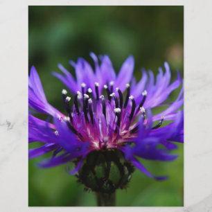 Blue Cornflower Flower Blossoms Peace Love Destiny