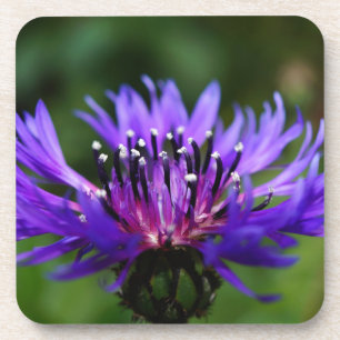 Blue Cornflower Flower Blossoms Peace Love Destiny Coaster