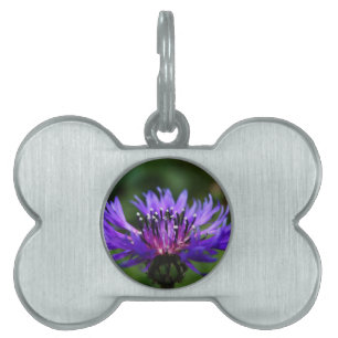 Blue Cornflower Flower Blossoms Peace Love Destiny Pet Tag