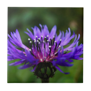 Blue Cornflower Flower Blossoms Peace Love Destiny Tile