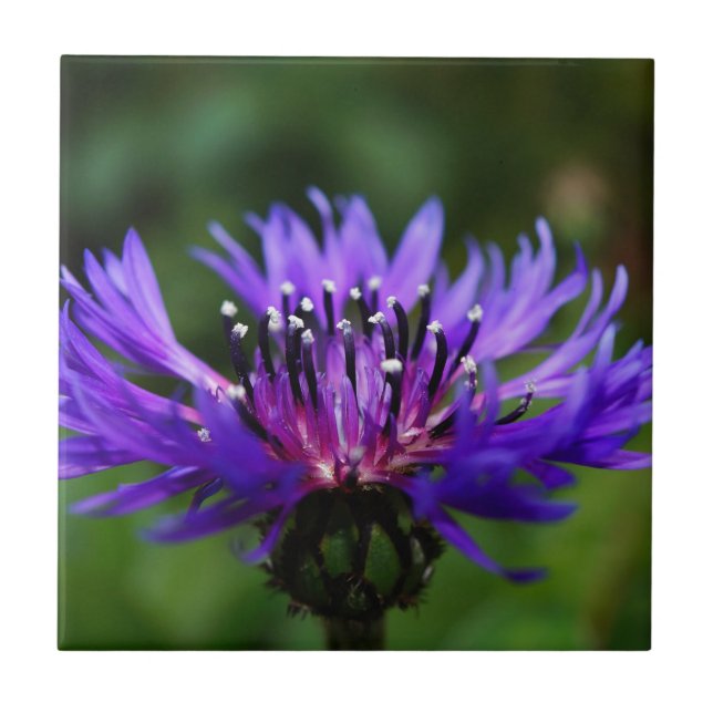 Blue Cornflower Flower Blossoms Peace Love Destiny Tile (Front)