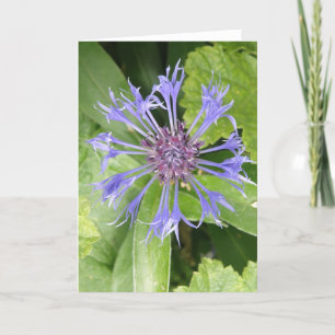 Blue Cornflower Greeting Card