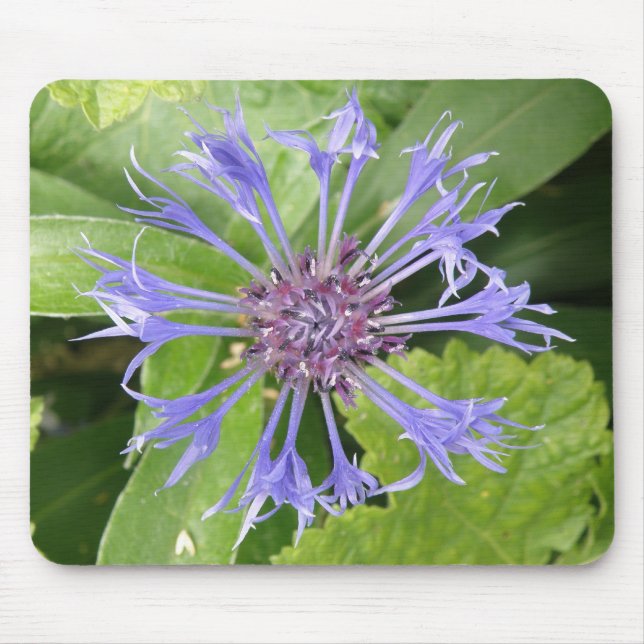 Blue Cornflower Mousepad (Front)