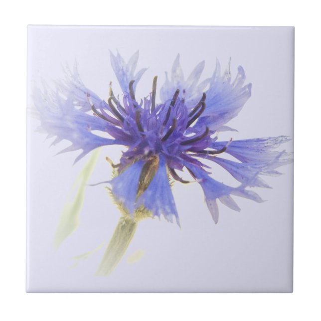 Blue Cornflower Photo - Tile (Front)