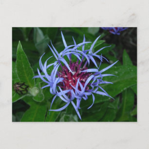 Blue Cornflower Postcard