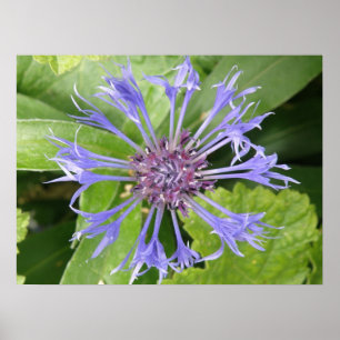 Blue Cornflower Print