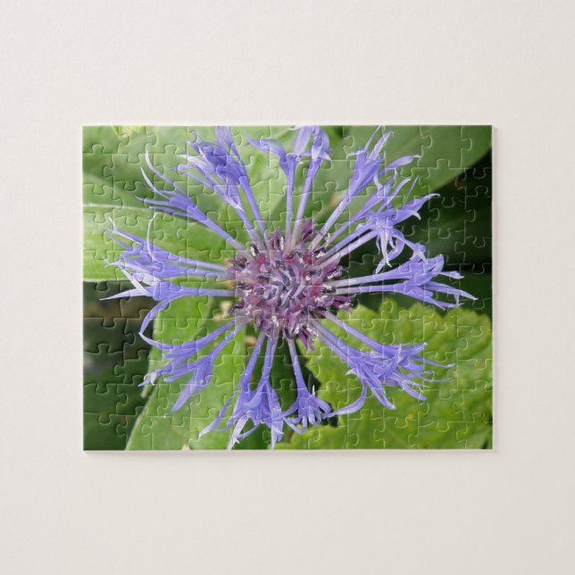 Blue Cornflower Puzzle (Horizontal)