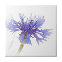 Blue Cornflower 