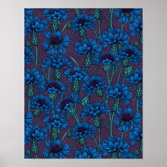 Blue cornflowers, wild flowers poster (Front)