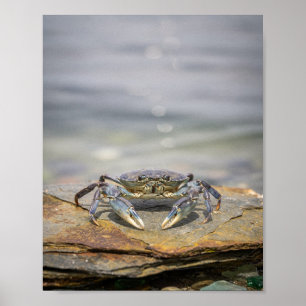 Blue Crab Coastal Wall Art – Nautical Ocean Poster