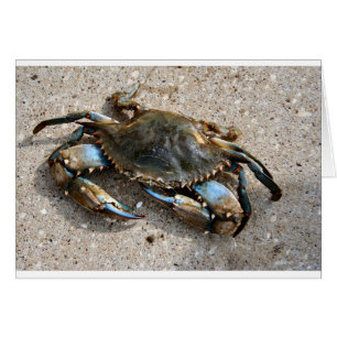 Blue Crab Crawling