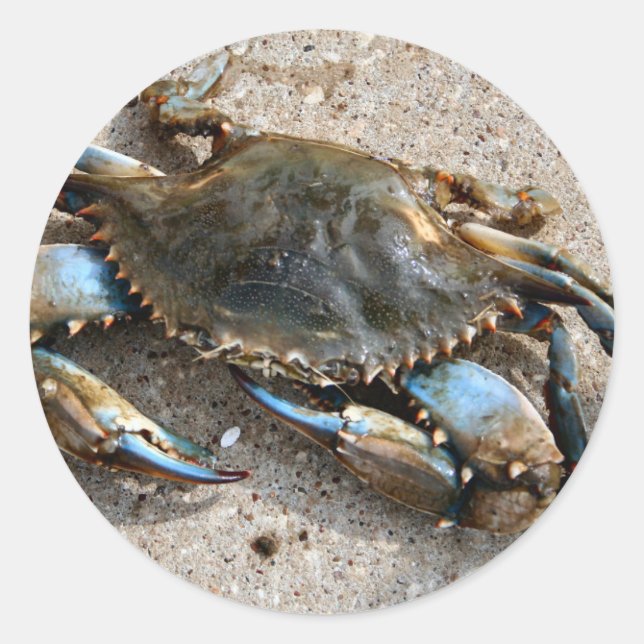 Blue Crab Crawling Classic Round Sticker (Front)
