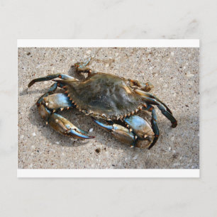 Blue Crab Crawling Postcard
