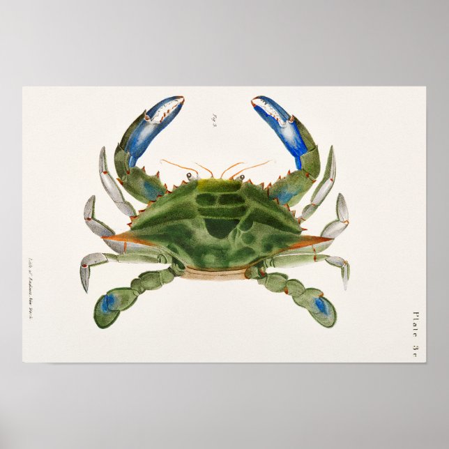 Blue Crab Illustration from Zoology of New York Poster (Front)
