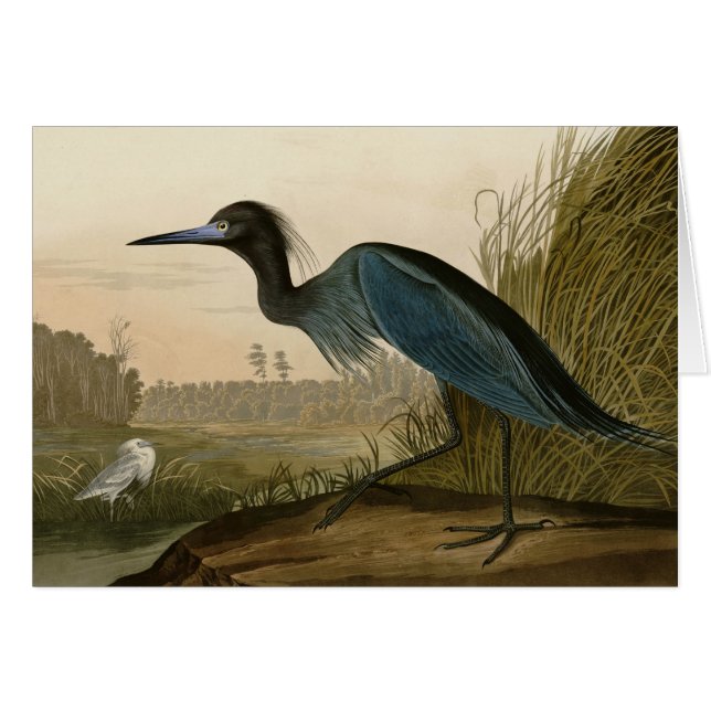 Blue Crane Heron Audubon Painting (Front Horizontal)