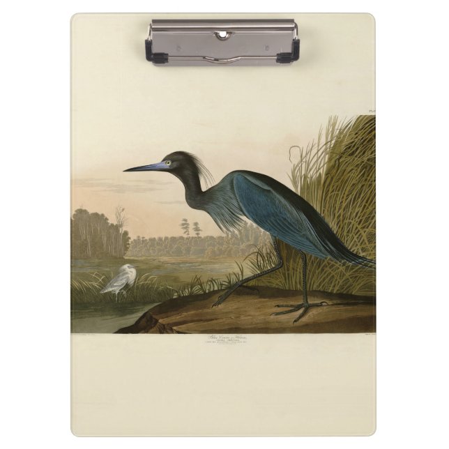 Blue Crane Heron Audubon Painting Clipboard (Front)