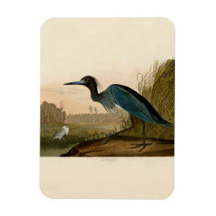Blue Crane Heron Audubon Painting Magnet