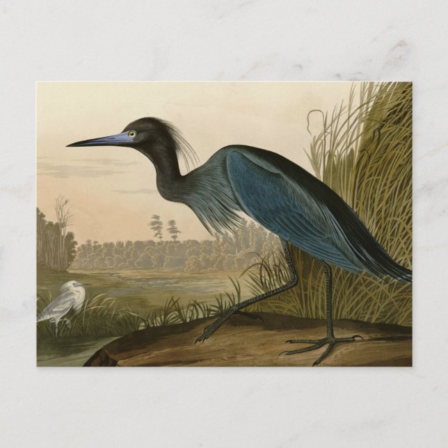 Blue Crane Heron Audubon Painting Postcard (Front)