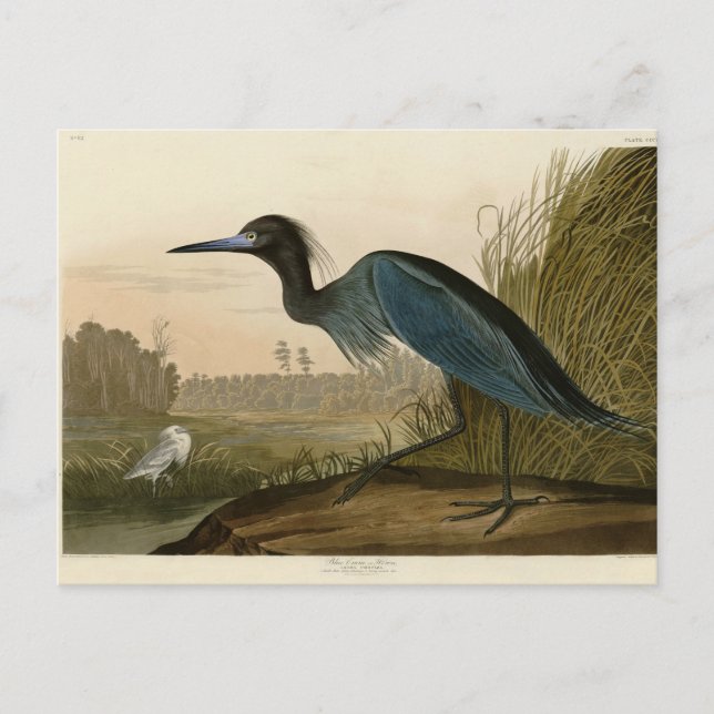 Blue Crane Heron Audubon Painting Postcard (Front)