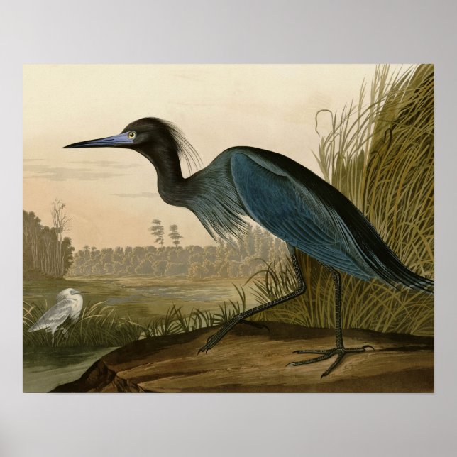 Blue Crane Heron Audubon Painting Poster (Front)