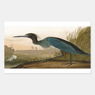 Blue Crane Heron Audubon Painting Rectangular Sticker