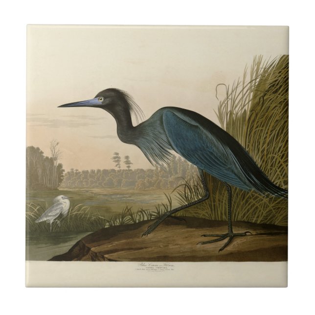 Blue Crane Heron Audubon Painting Tile (Front)