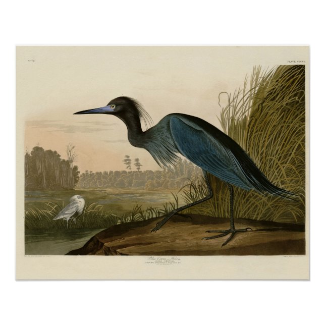 Blue Crane Heron Audubon Print Coastal Art (Front)