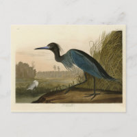 Blue Crane, Heron, from Audubon's Birds of America