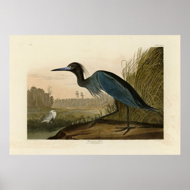 Blue Crane, Heron, from Audubon's Birds of America Poster (Front)