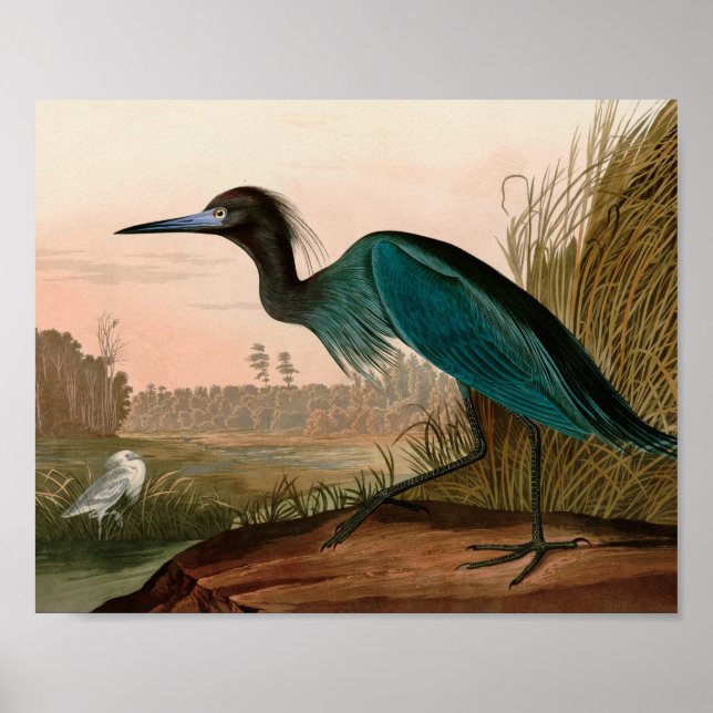 Blue Crane or Heron Birds of America Audubon Print (Front)