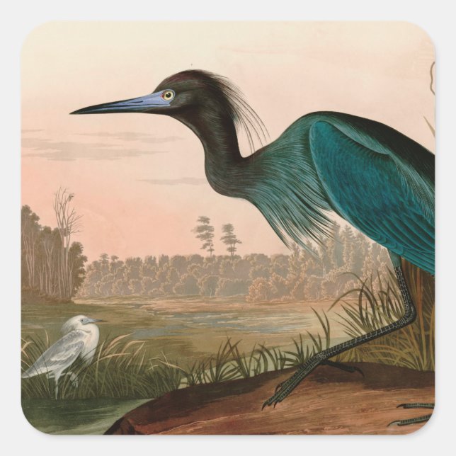 Blue Crane or Heron Birds of America Audubon Print Square Sticker (Front)