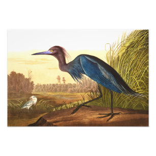 Blue Crane or Heron by John James Audubon Photo Print