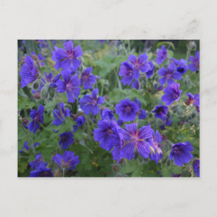 Blue Cranesbill Flowers Postcard
